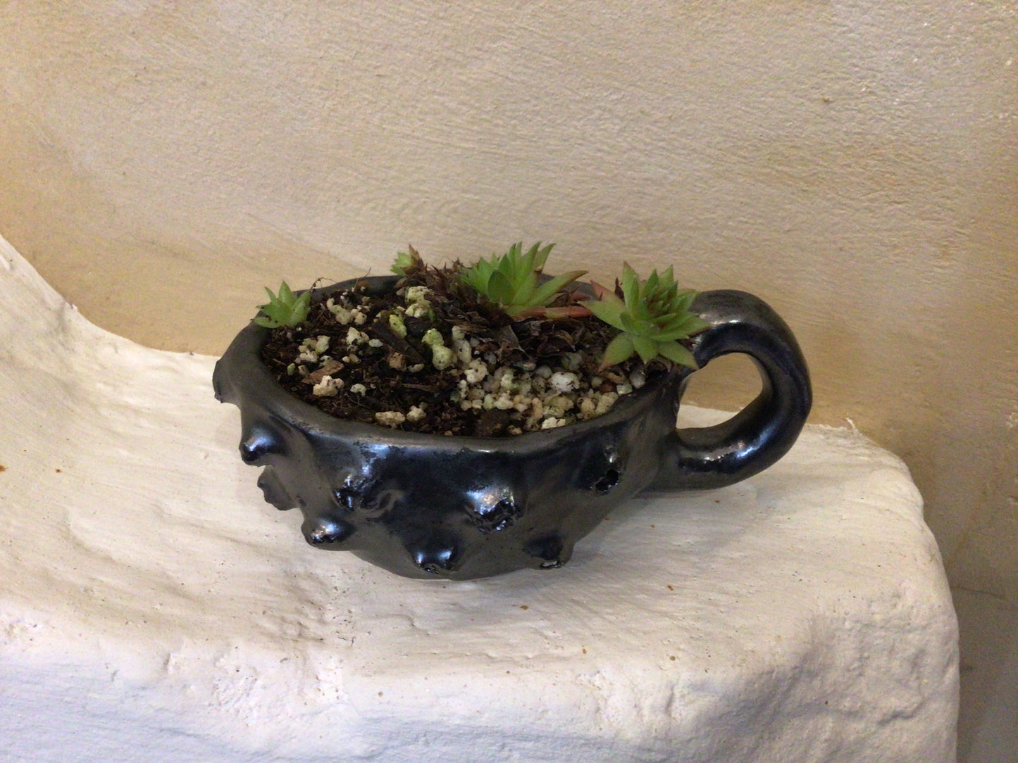 Cactus Pot
