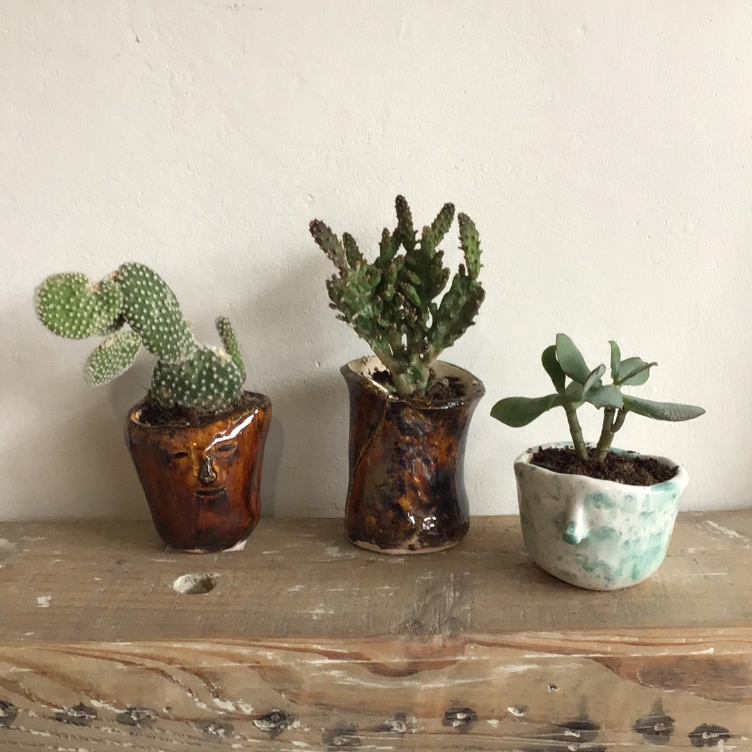 Cactus Pot