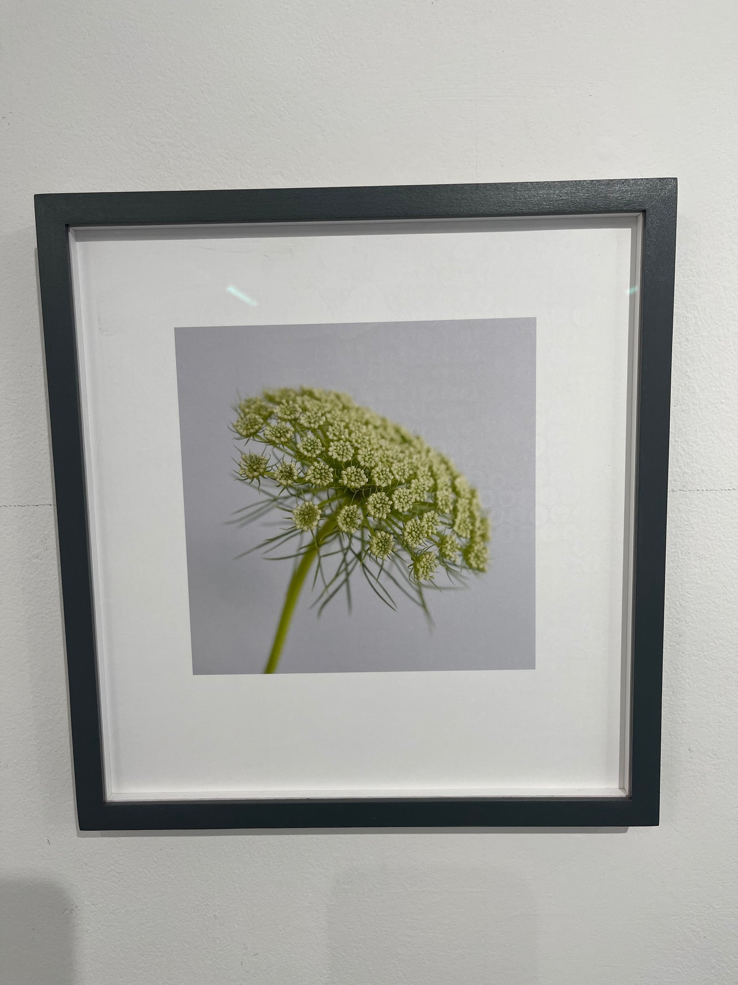 Ammi visnaga - framed print by Tessa Bunney