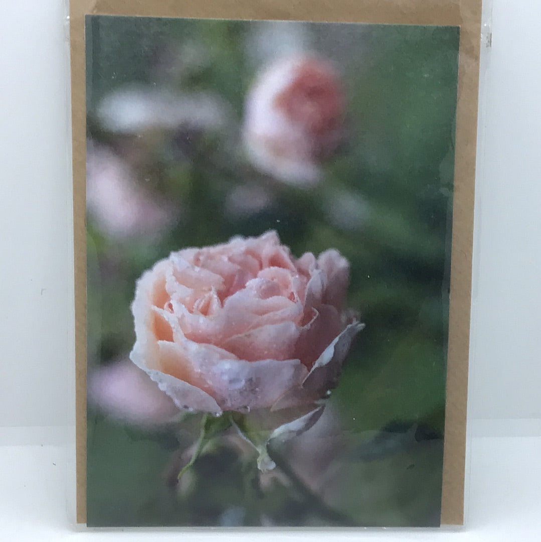 Gift Cards by Sarah Banks