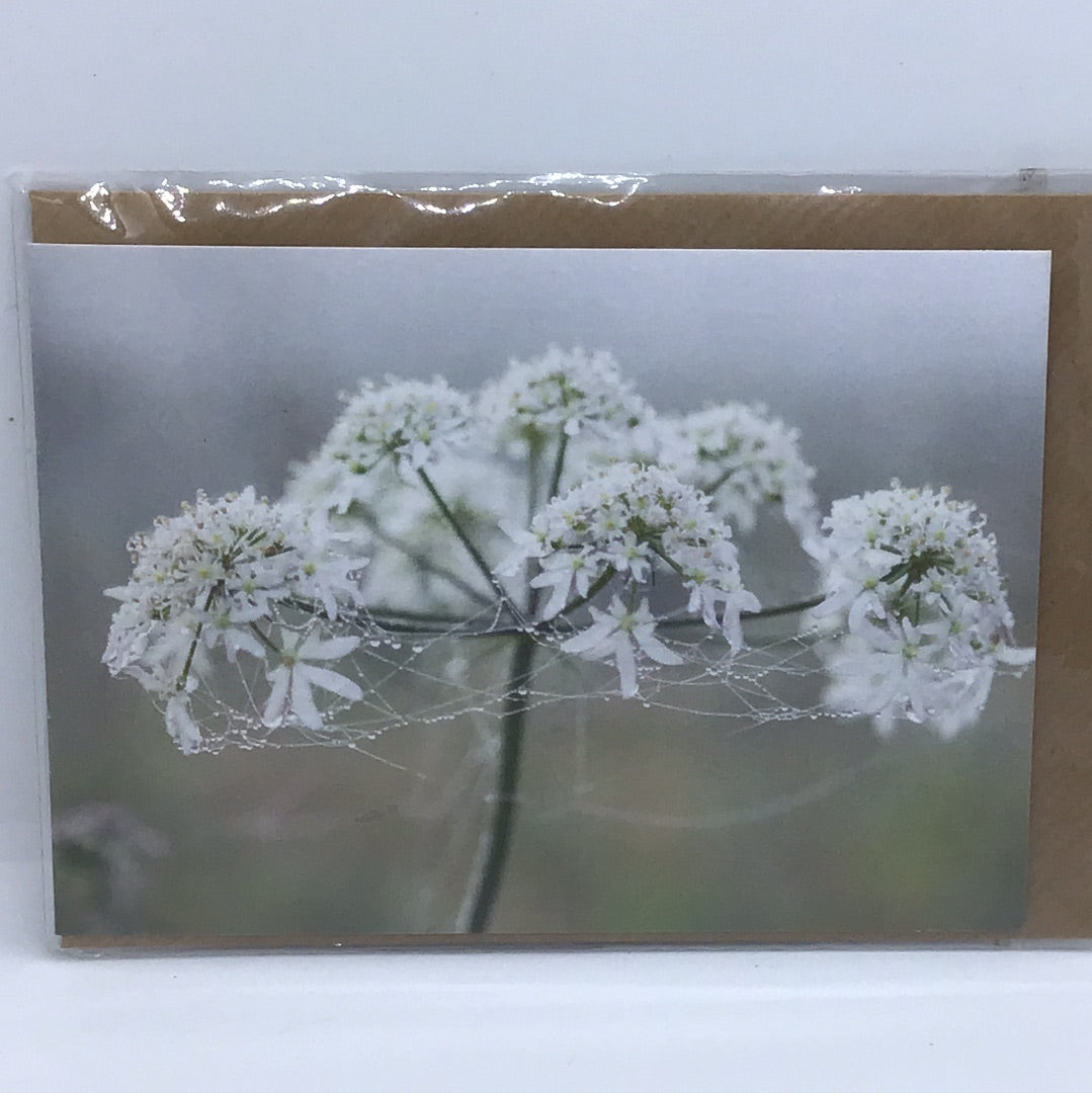 Gift Cards by Sarah Banks