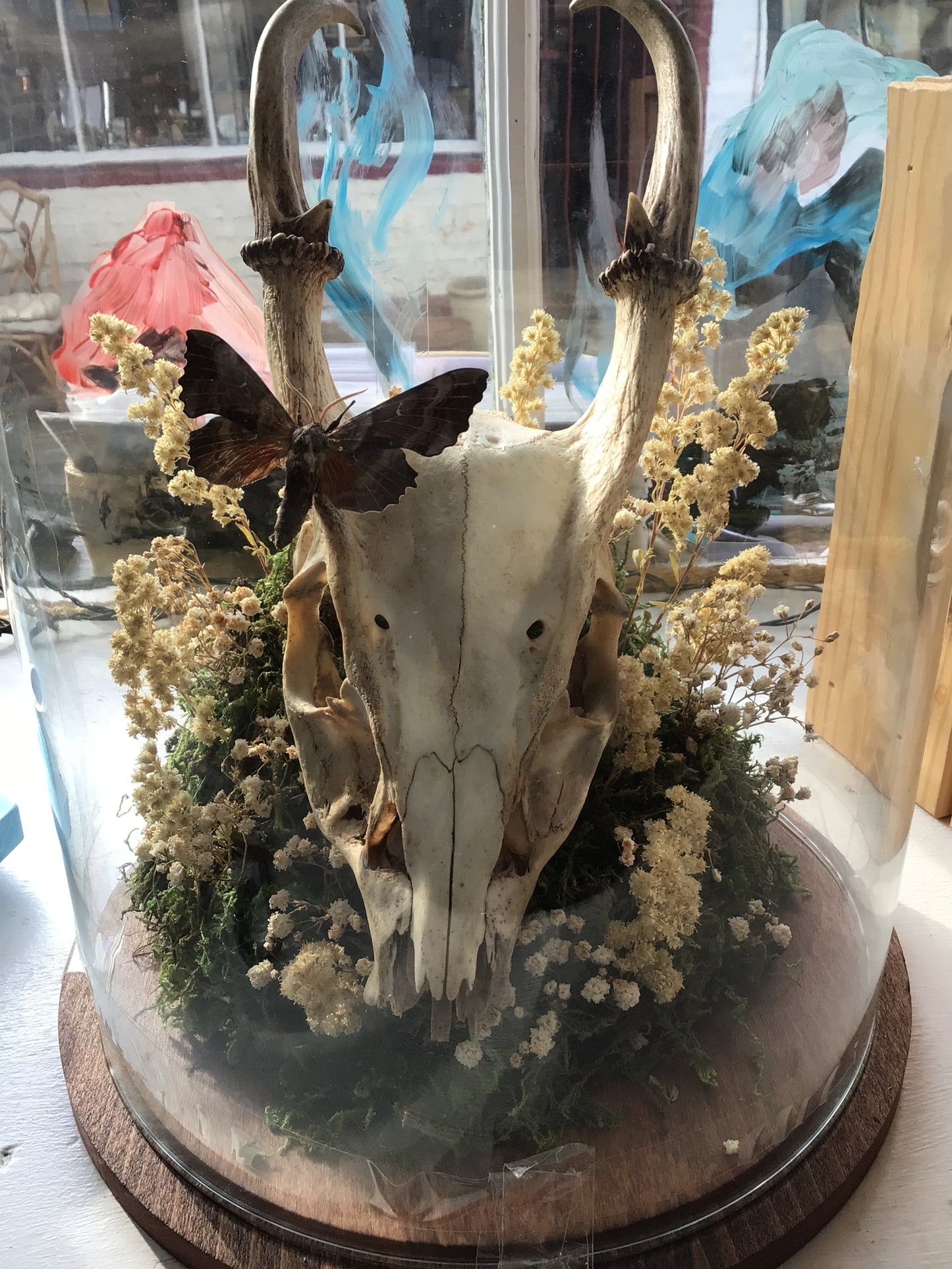 Large Skull Dome by Danielle House