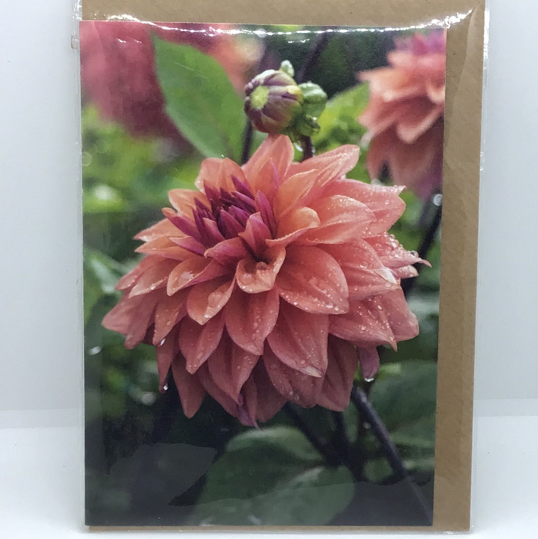 Gift Cards by Sarah Banks