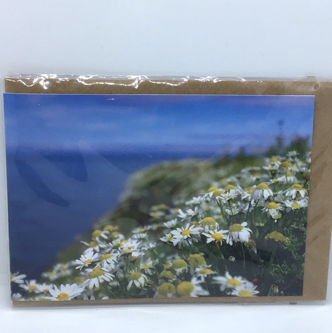 Gift Cards by Sarah Banks