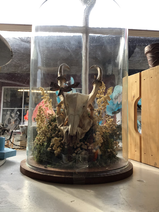 Large Skull Dome by Danielle House