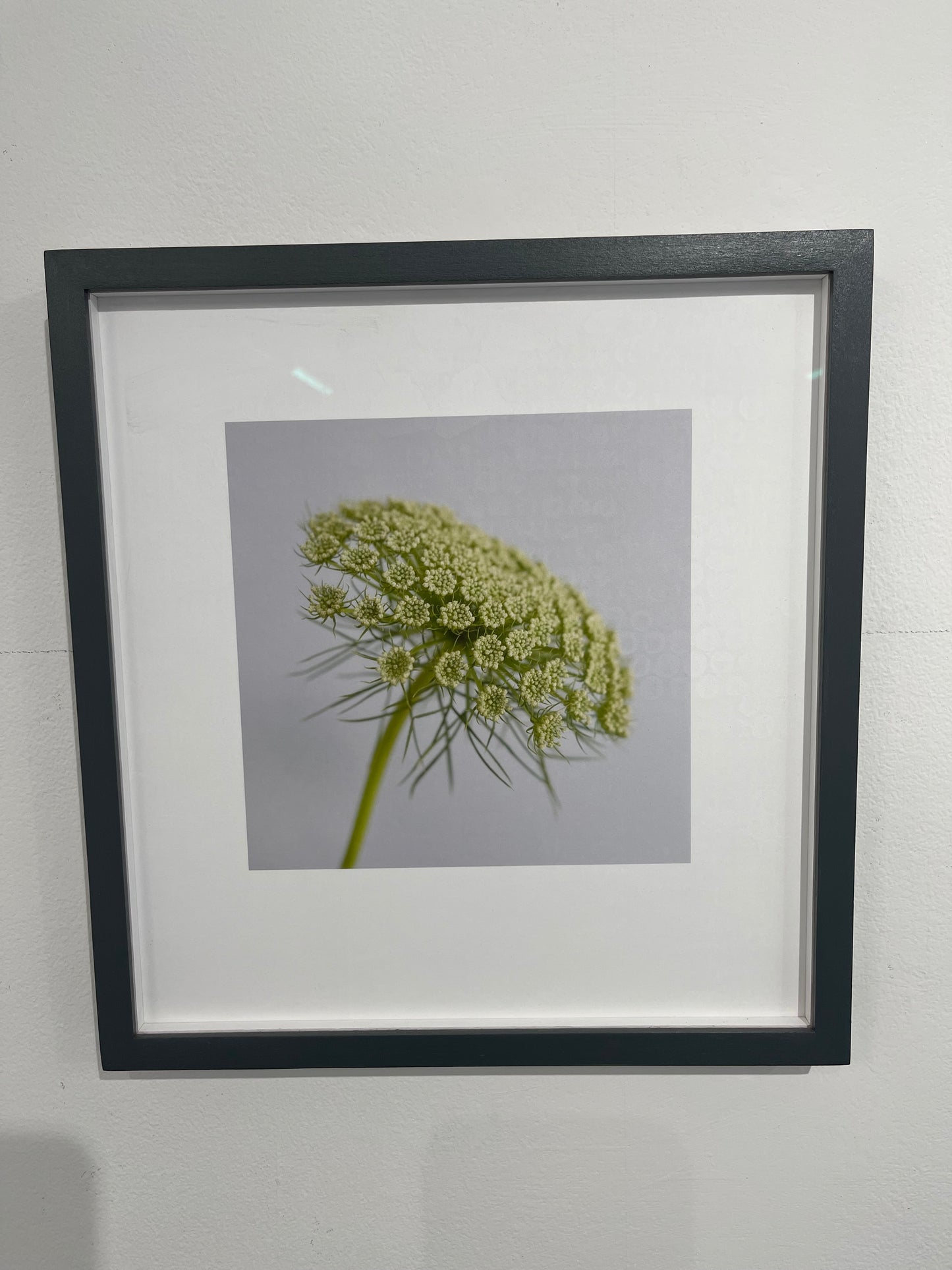 Ammi visnaga  - framed print by Tessa Bunney