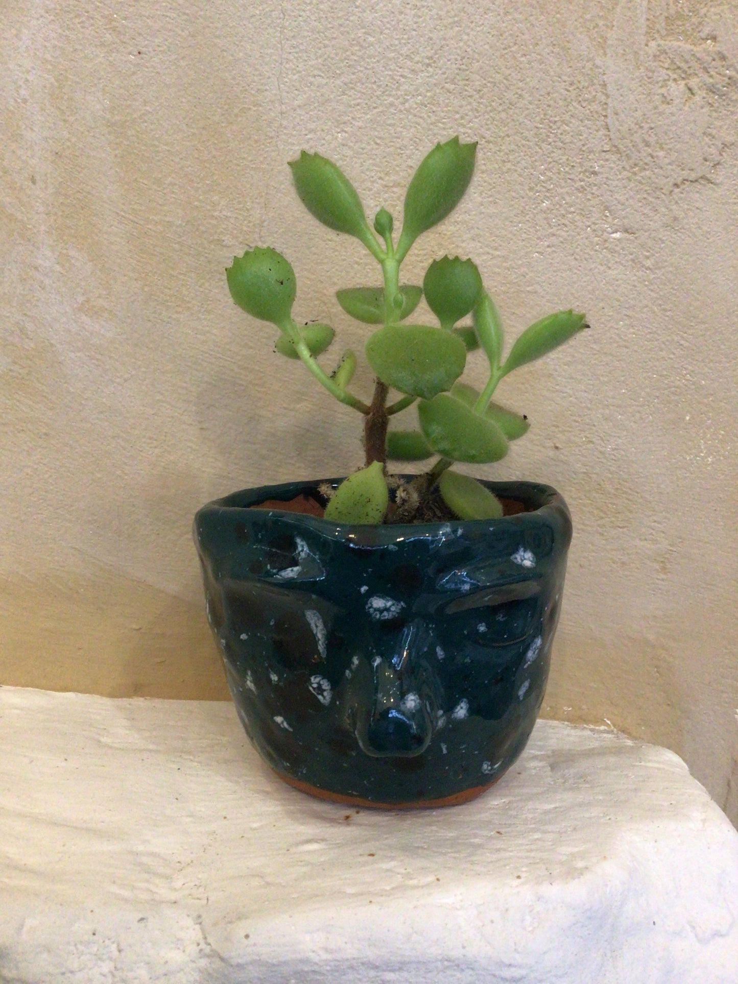 Cactus Pot