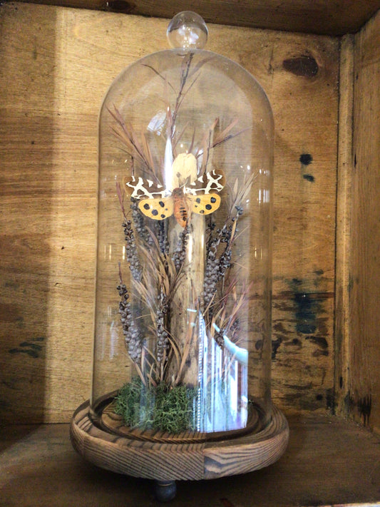 Orange Moth Dome by Danielle House