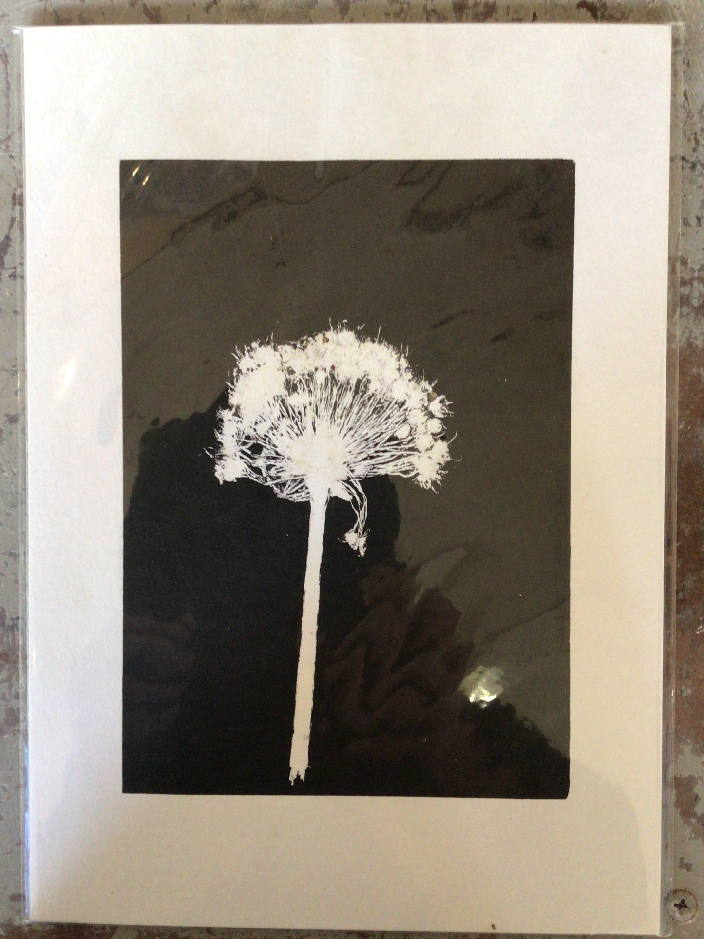 Dandelion anthotype by Danielle House A4